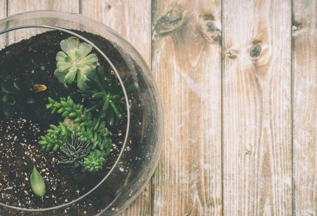 Cómo montar tu primer terrario bioactivo paso a paso
