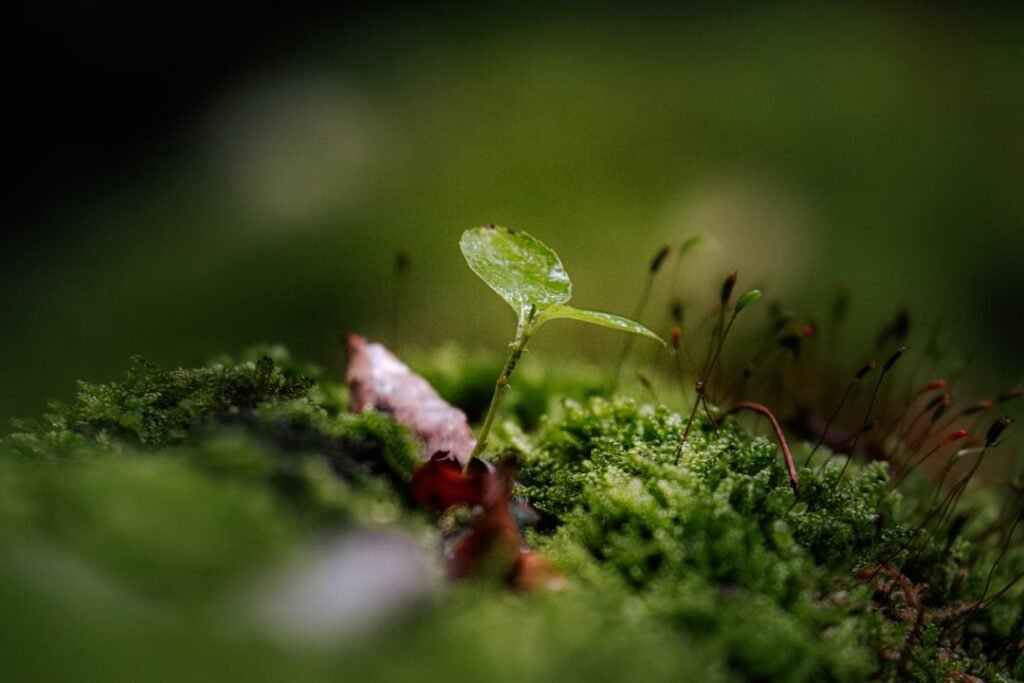Springtails (colémbolos): qué son y para qué sirven