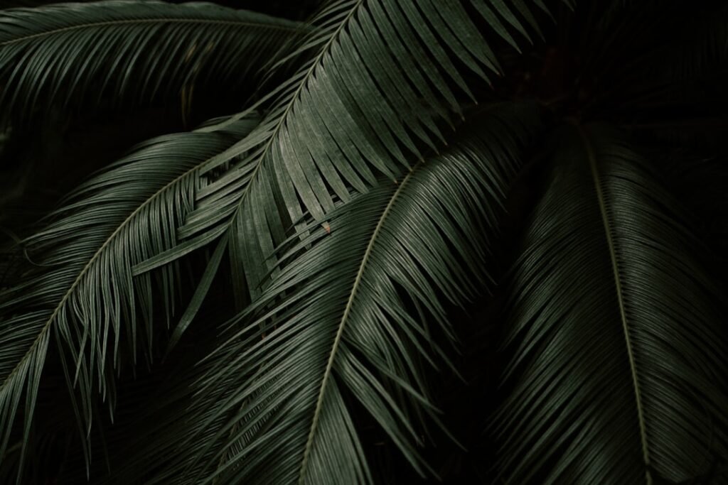 Las mejores plantas para un terrario bioactivo