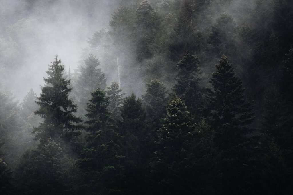 Cómo mantener la humedad en un terrario bioactivo