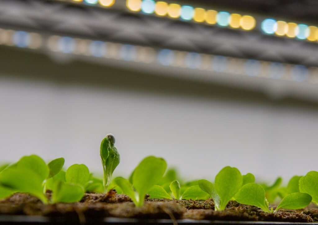 Iluminación para terrarios bioactivos plantados