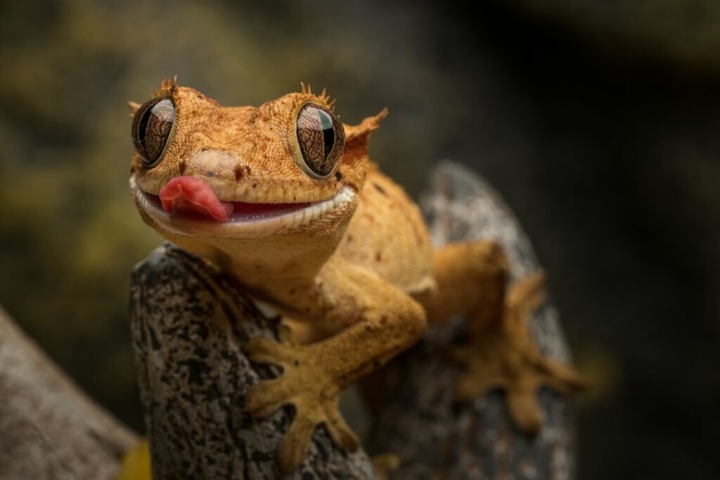 Cleanup crew para reptiles: ranas, geckos y más